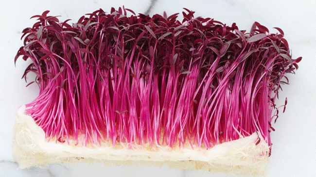 How to Soak and Sprout | Nutrition Stripped